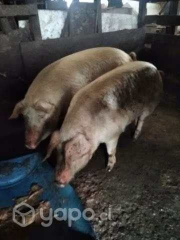 Lote de cerdos