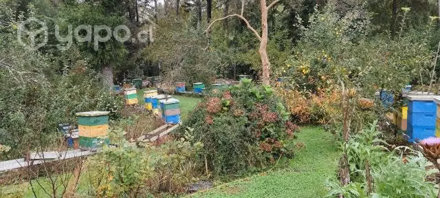 Miel de Ulmo, Poli floral, Tiaca.