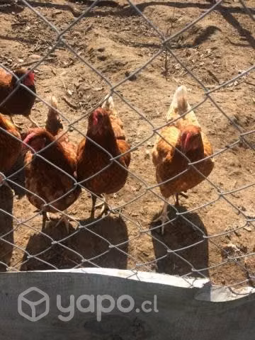 100 gallinas