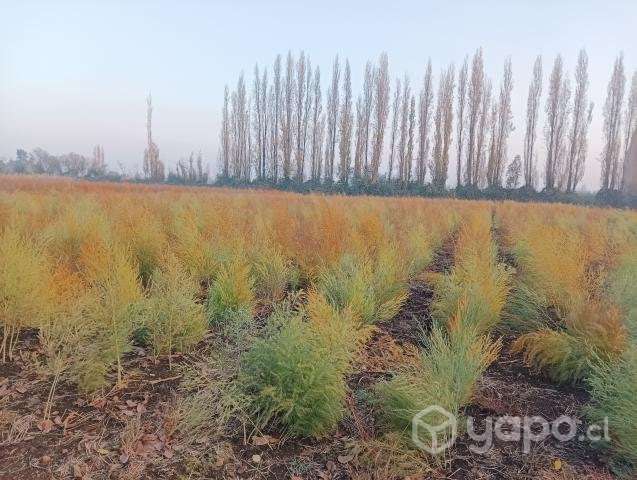 Hermoso terreno - Imagen 3