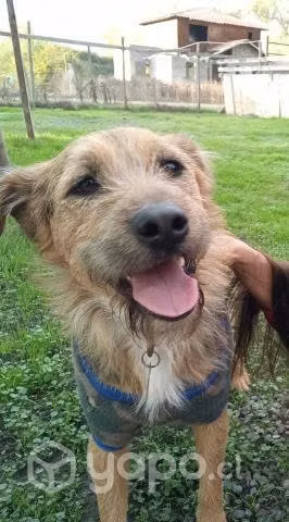 Ernesto en adopción - Imagen 2