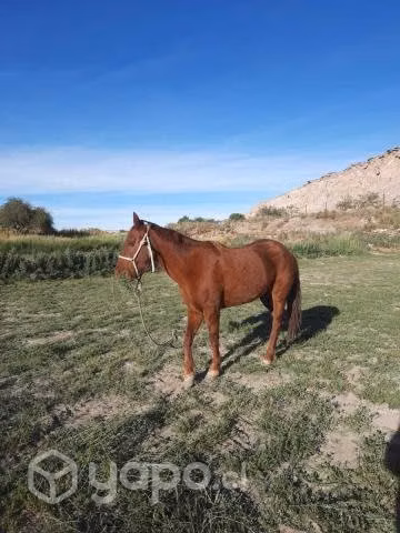 Yegua 6 años