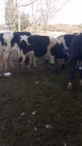 Lote de vacunos