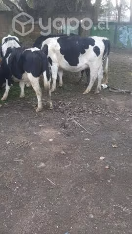 Lote de vacunos