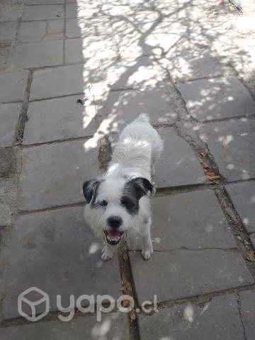 Damos en adopción perrito