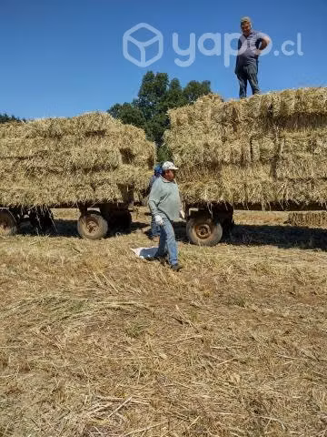 Fardos de avena y ballica