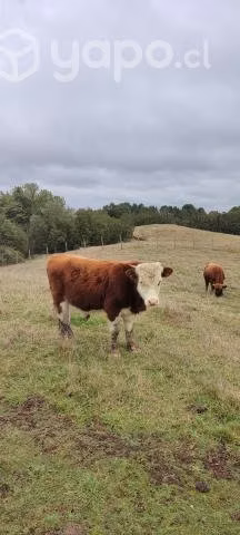 Lote vacunos