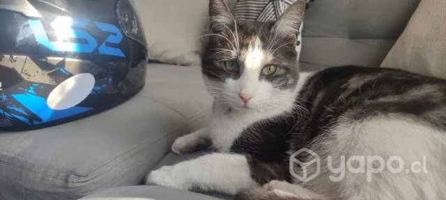 Se regala gatita