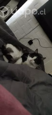 Se regala gatita - Imagen 2
