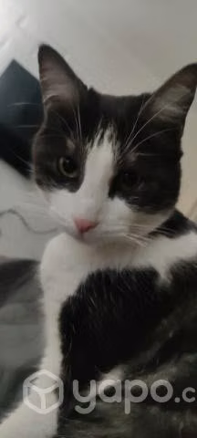Se regala gatita - Imagen 3