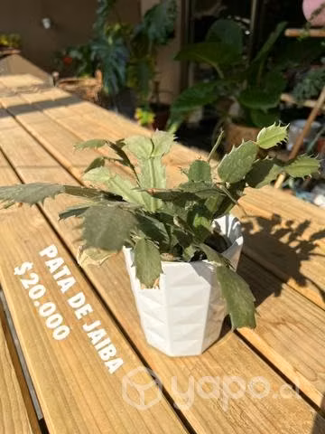 Plantita Pata de Jaiba