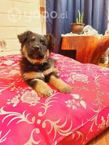 Cachorritas en adopción
