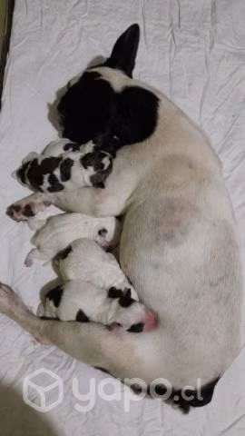 Cachorros en adopción