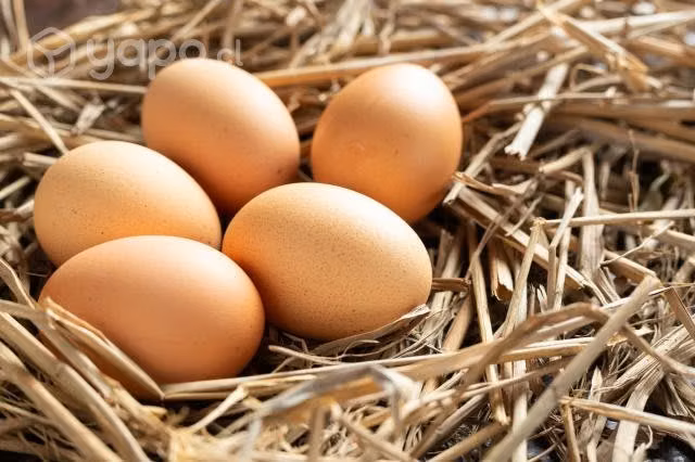 Huevos de gallinas libres kurram bandejas de 30 un