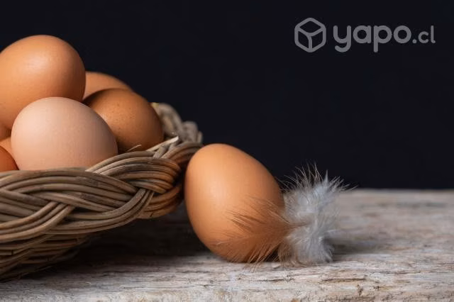 Huevos de gallinas libres kurram bandejas de 30 un