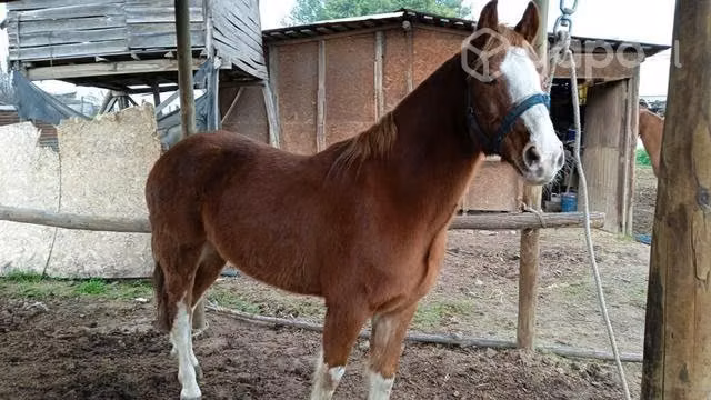 caballo chileno alazan - Imagen 2