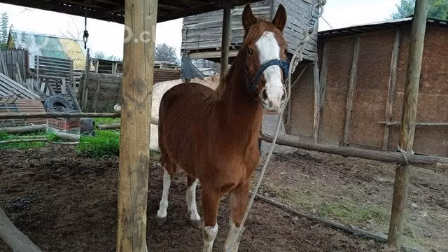caballo chileno alazan