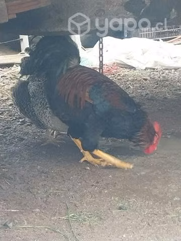 Gallo nuevo 6 meses pisando