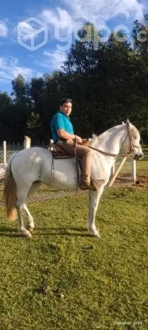 Llegua inscrita