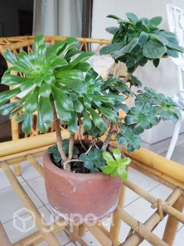 Suculenta en macetero de Greda