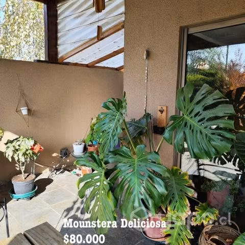 Mounstera deliciosa