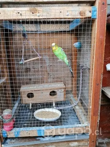 Aves caturras
