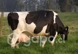 Vacas lecheras
