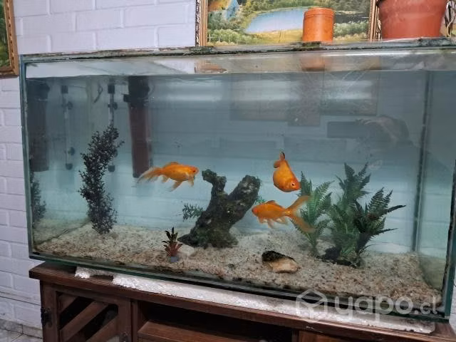 acuario con 3 peces carasius