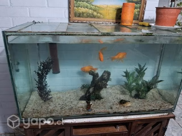 acuario con 3 peces carasius - Imagen 3