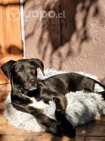 Cachorrito en adopción