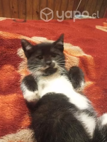 Se regala gatito - Imagen 2