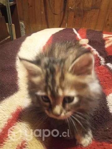 Se regala gatito