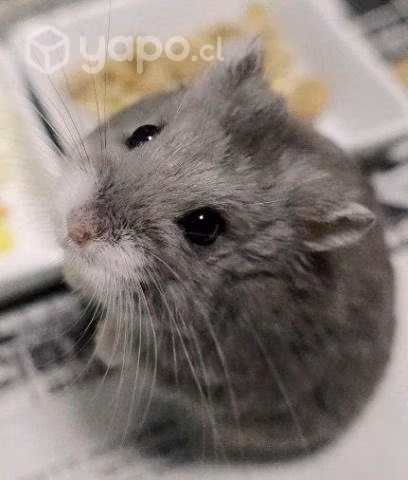 Busco hamster ruso