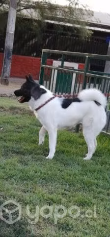 Busco akita macho para cruzar
