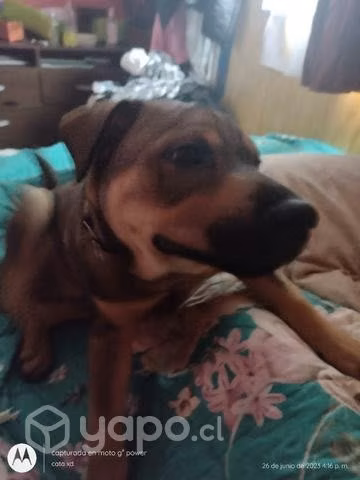 Se regala perro