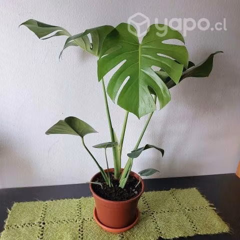 Philodendro Monstera Deliciosa o Costilla de Adán