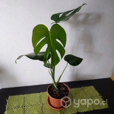 Philodendro Monstera Deliciosa o Costilla de Adán