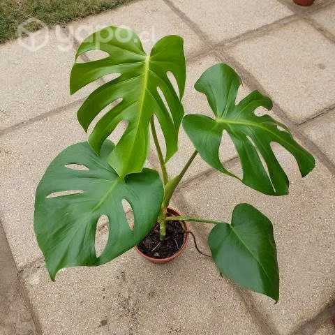 Philodendro Monstera Deliciosa o Costilla de Adán