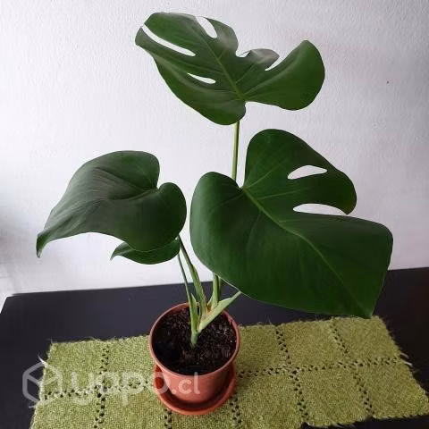 Philodendro Monstera Deliciosa o Costilla de Adán