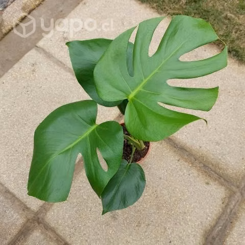 Philodendro Monstera Deliciosa o Costilla de Adán