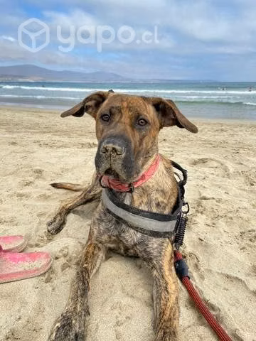 Mestiza en adopción