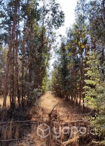 Terreno en cauquenes - Imagen 2