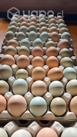 Huevos de campo