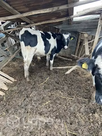 Lote de 12 vacunos