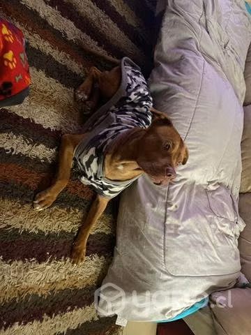 Pitbull reí noise