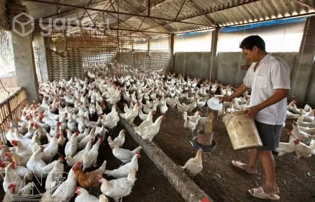 Gallinas por apuro