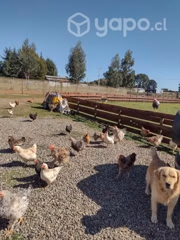 Borregas , ovejas y gallinas.