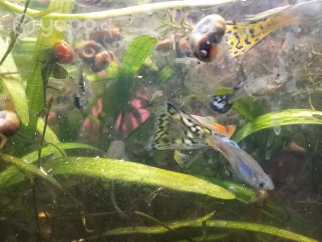 Gupies y plantas