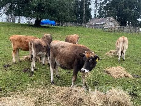Lote Jersey