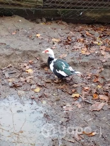 Plantel de 3 patas y 1pato - Imagen 2